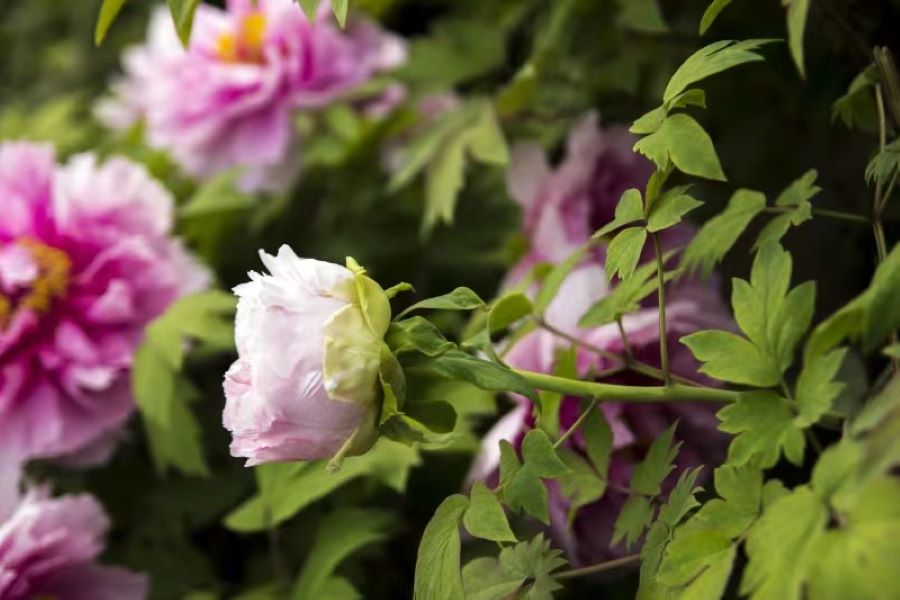 嵩山少林寺、洛阳龙门石窟+云台山二日游